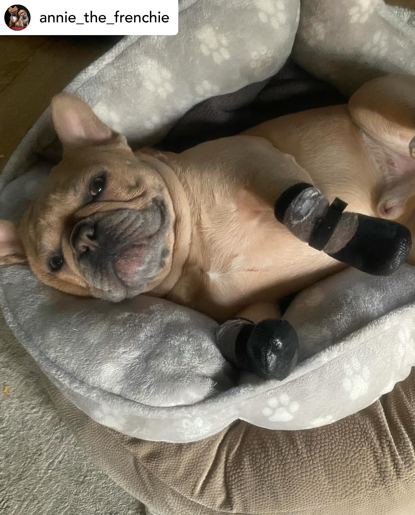 Grippers dog socks to prevent paw licking