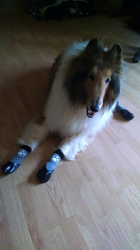 Grippers dog socks