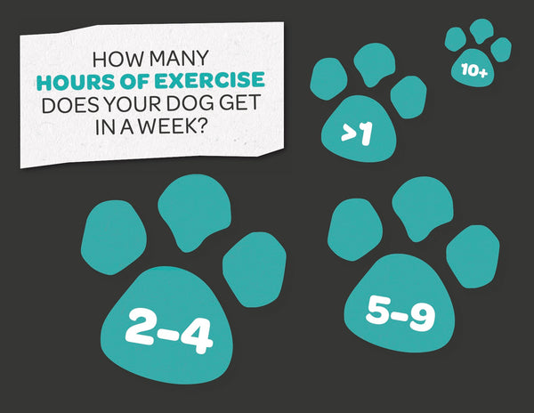 senior-dogs-hours-of-exercise