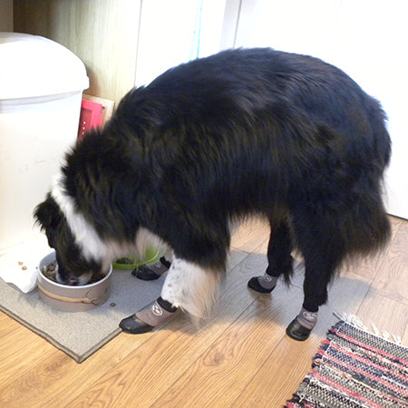 Happy Tails - Shep, Border Collie