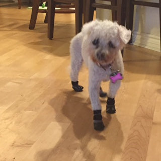 Grippers dog socks