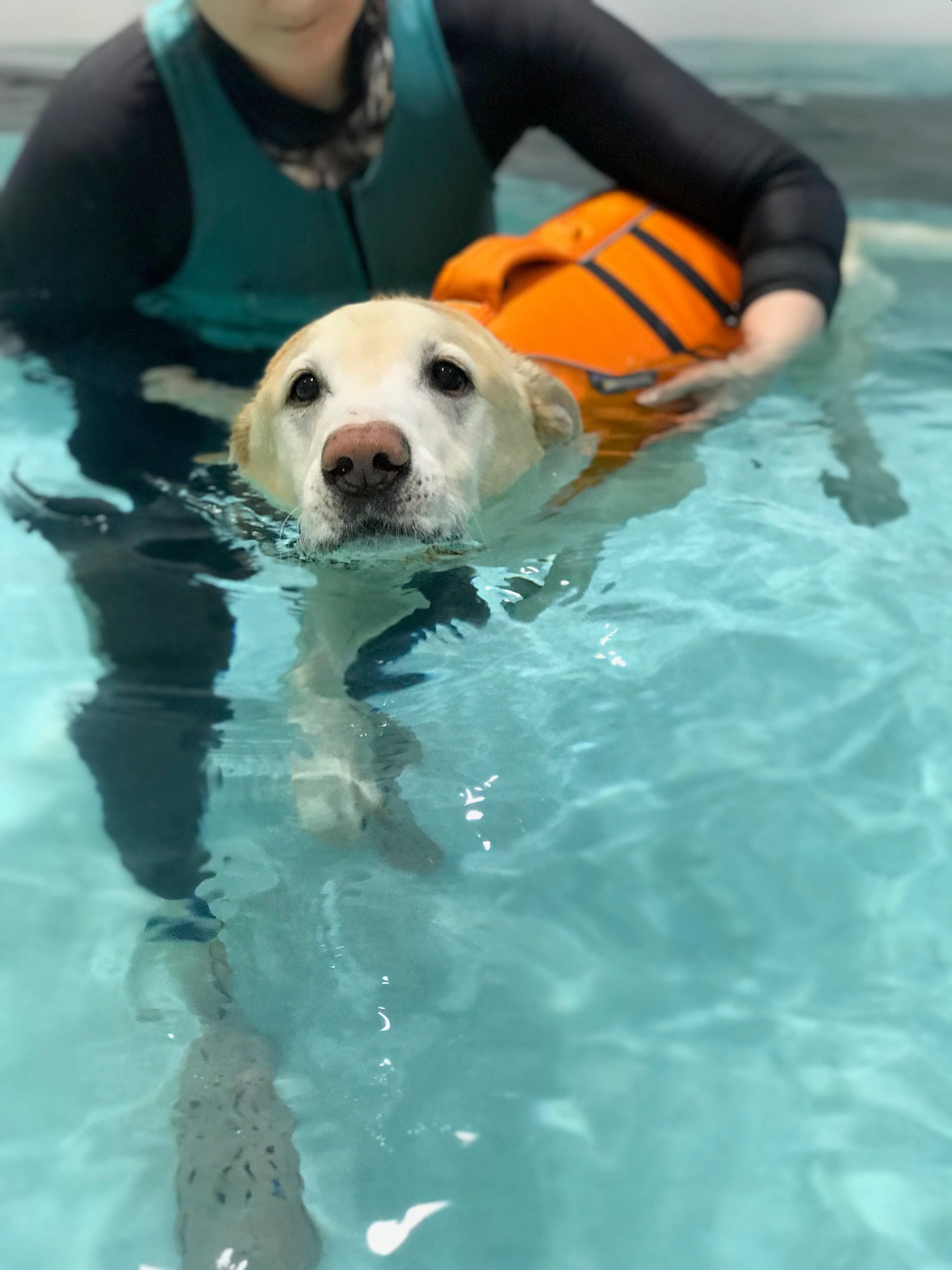 Dog hydrotherapy