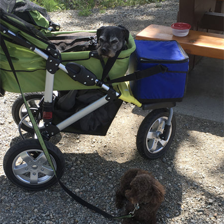 Happy Tails - Kobe and his Dogger stroller