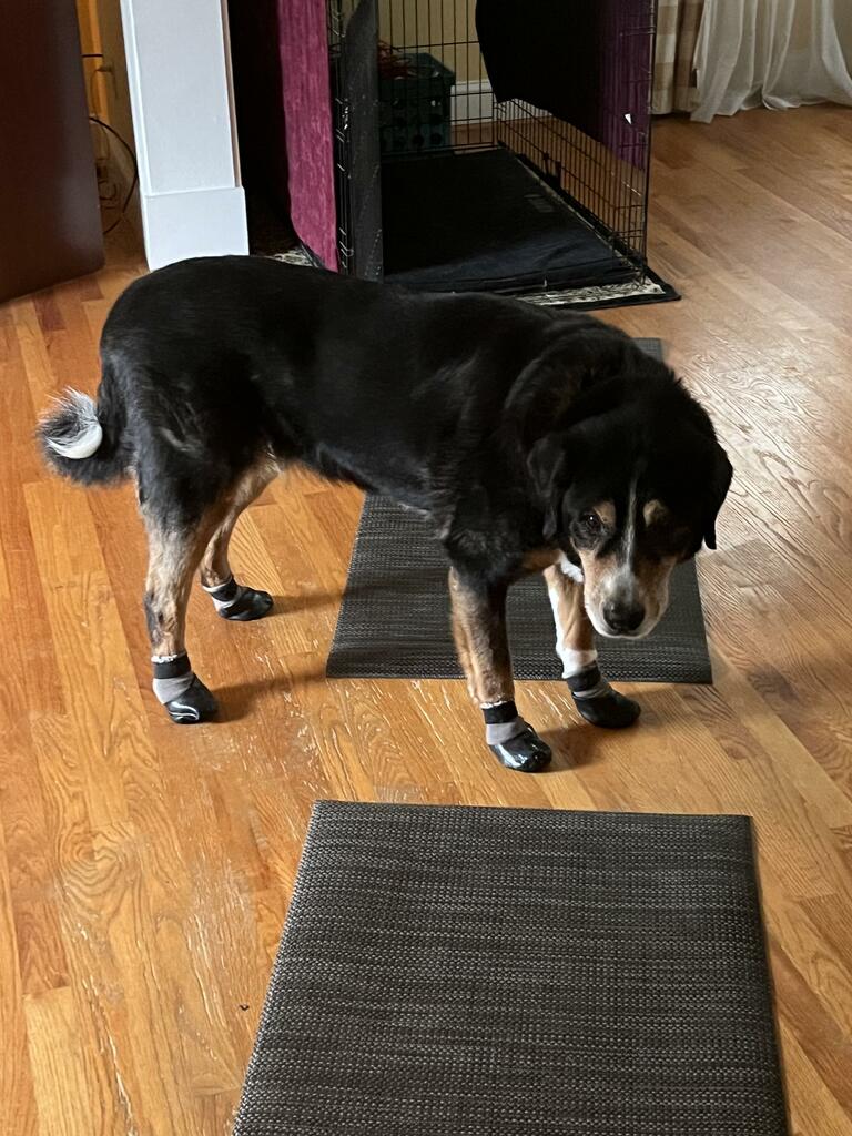 Why use dog socks?