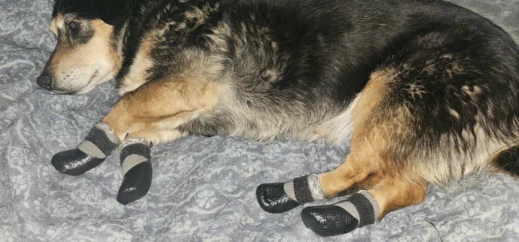 How do I keep my dogs socks from falling off?