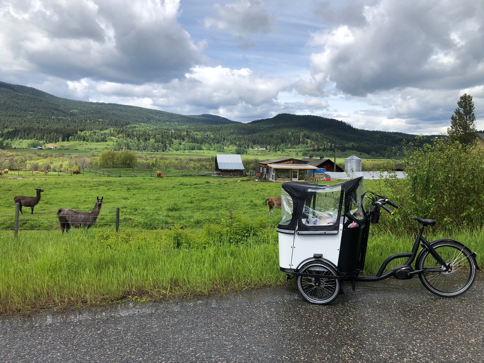 Cargo bike riding with your dogs