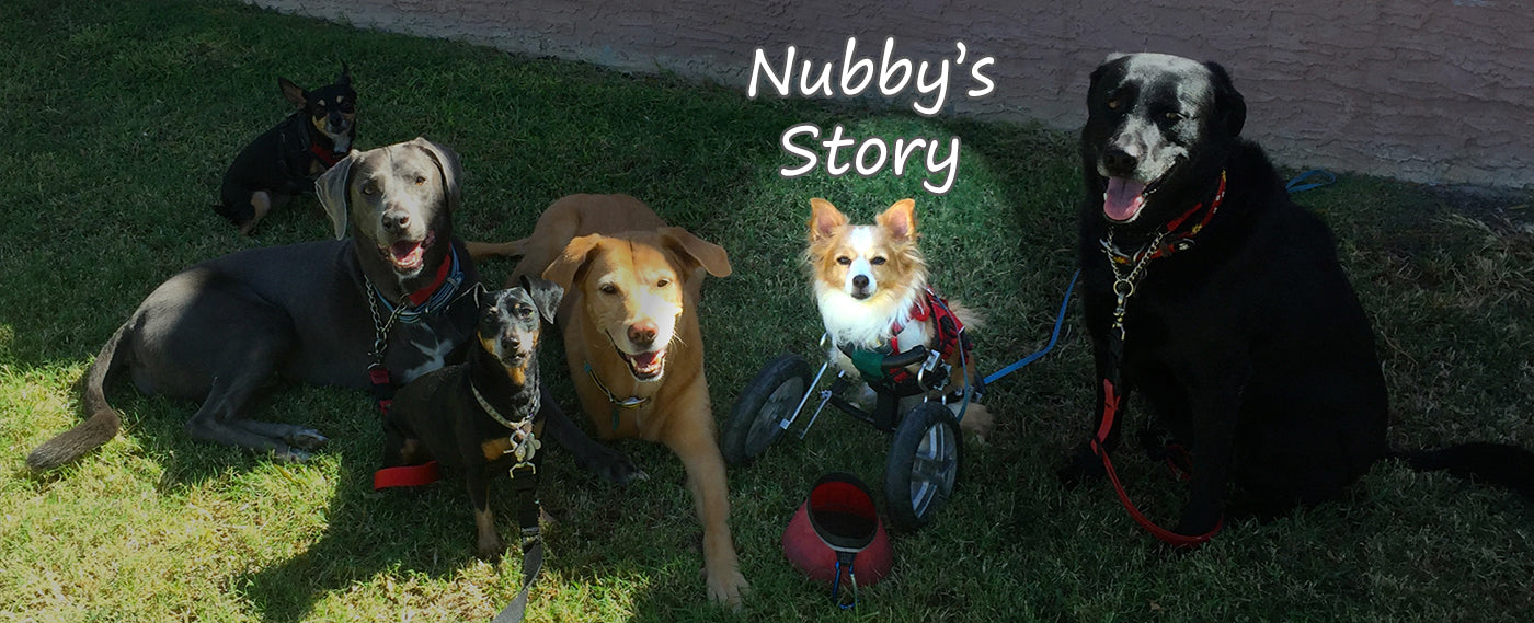 Happy Tails - Nubby's Story