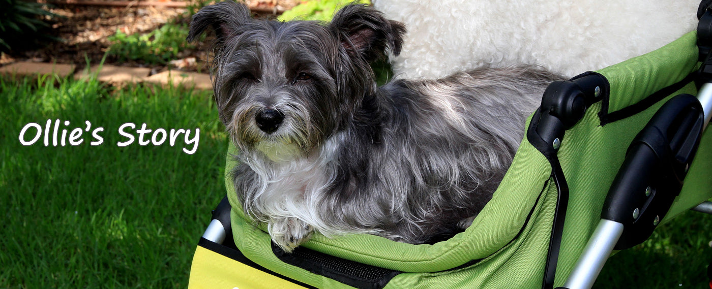 Happy Tails - Ollie and his Dogger Stroller