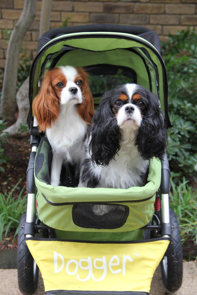 Dogger dog stroller