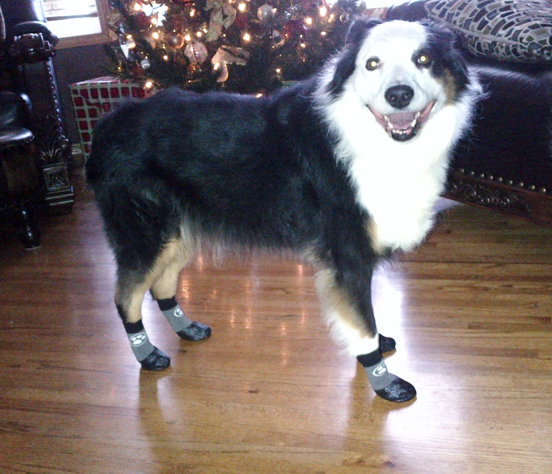 Grippers Non Slip Dog SOcks