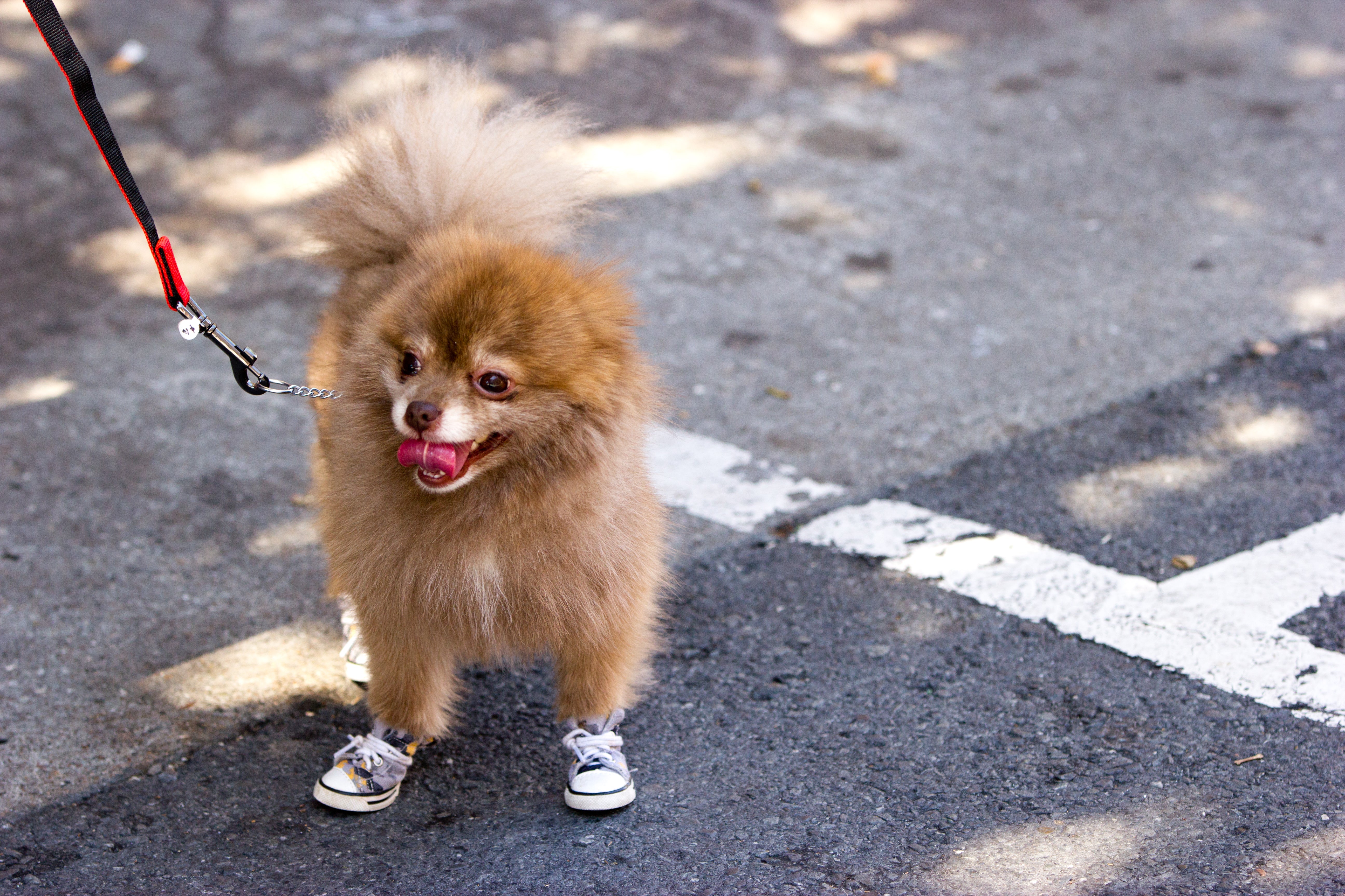 Dog shoes