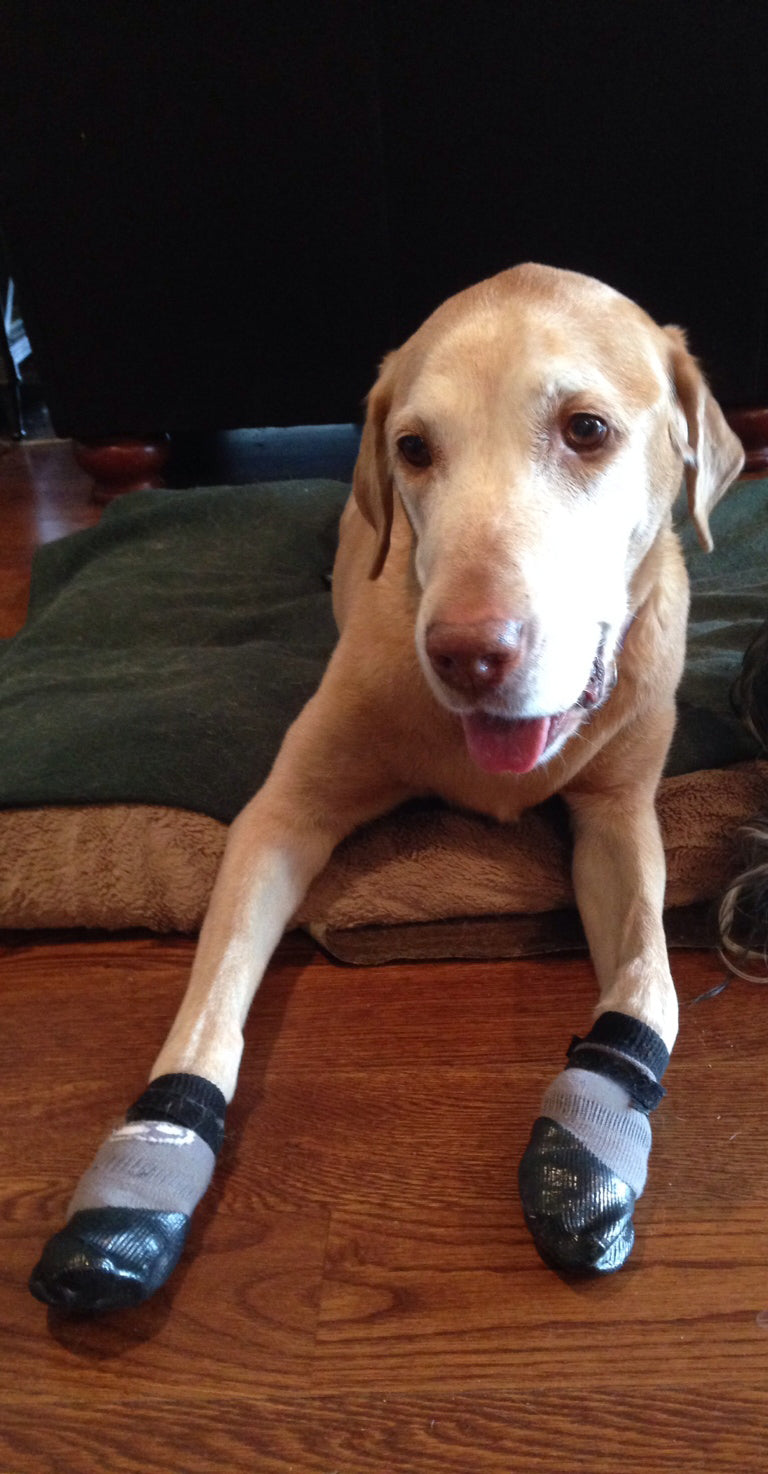 Grippers Dog Socks