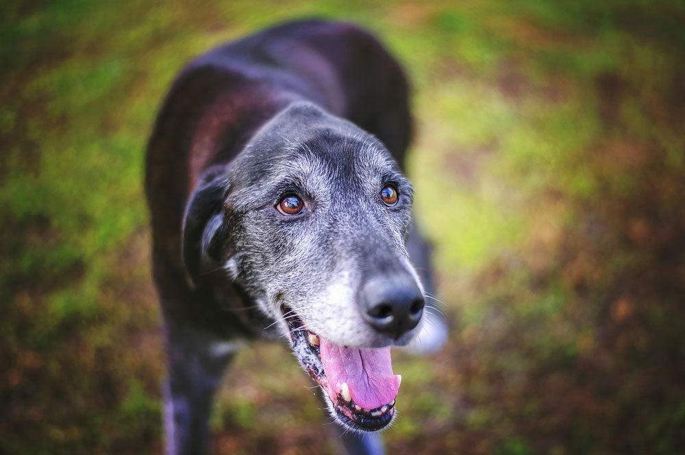 What You Need to Know About Adopting a Senior Dog | Dog Quality | Dog  Quality