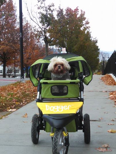 Dogger Stroller