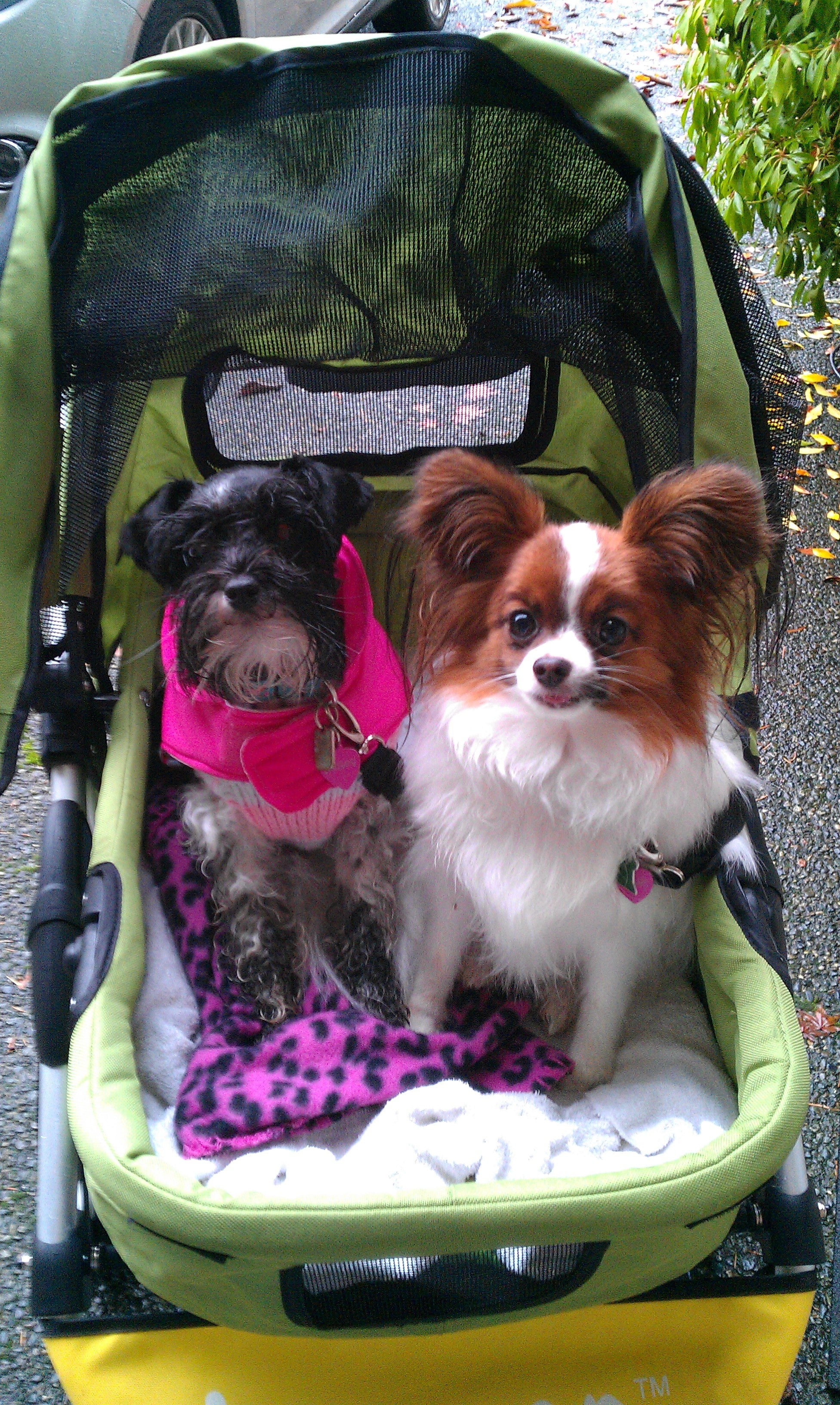 Dogger dog stroller