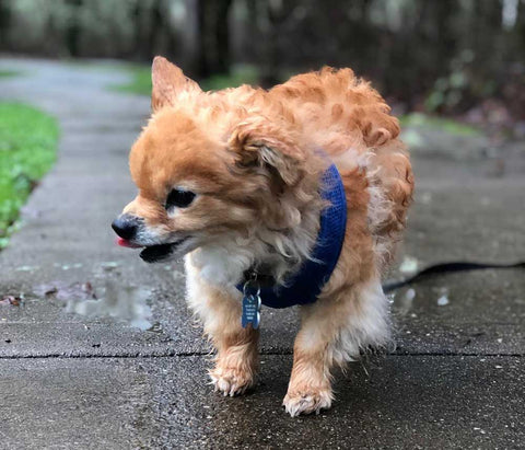 Little senior dog walking in the rain