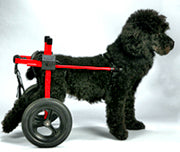 Dog Wheelchairs help dogs walk again