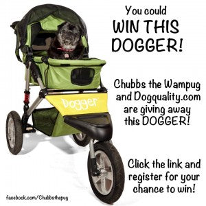 Chubbs the Wampug wants you to win a Dogger stroller