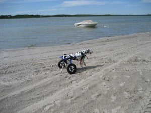 A dog wheelchair is a life changer for disabled=