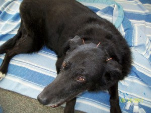 Acupuncture for our Older Dogs - A Safe, Effective and Ancient Treatment