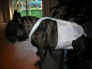 Premium Disposable Dog Diaper Review - Are they Worth the Money?