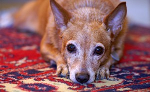 Dog Arthritis - What to Expect as your Dog Ages