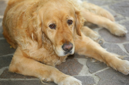 Top Five Myths about Dog Arthritis