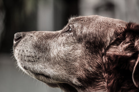 Can Brain Games Help Senior Dogs Stay Young?