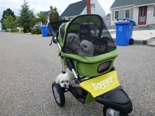 Dogger dog stroller