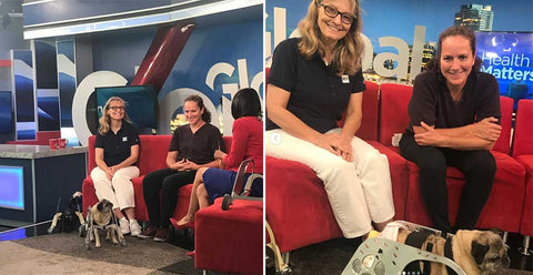 dog quality on global news behind the scenes