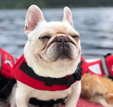 Senior dog in a boat with life jacket