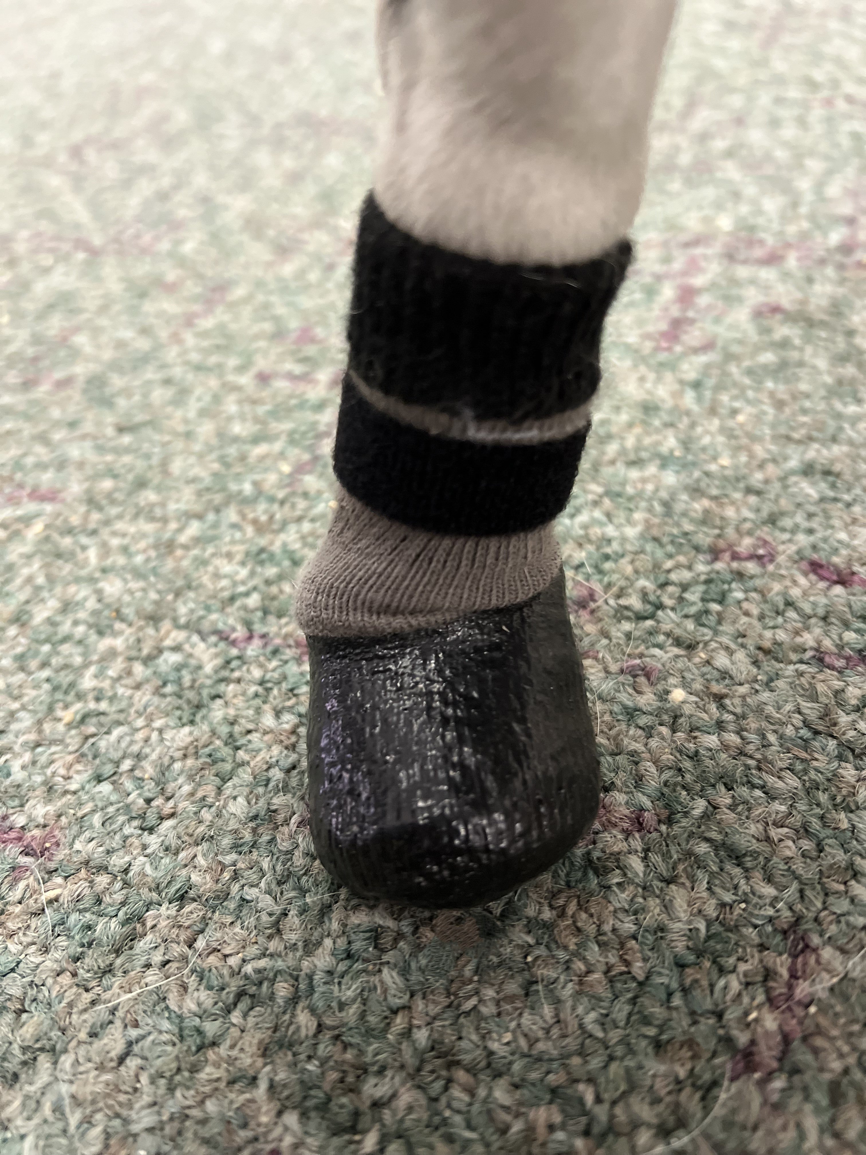 How do I keep my dogs socks from falling off?