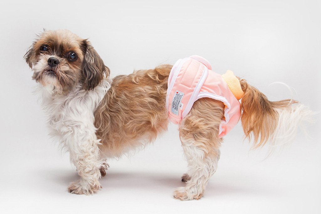 a Dog Diaper for Your Senior Dog 