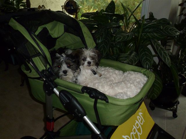 Dogger dog stroller