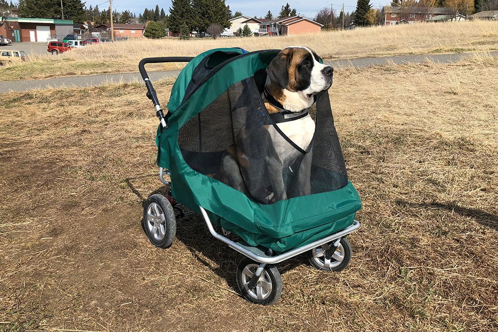 extra large dog pram