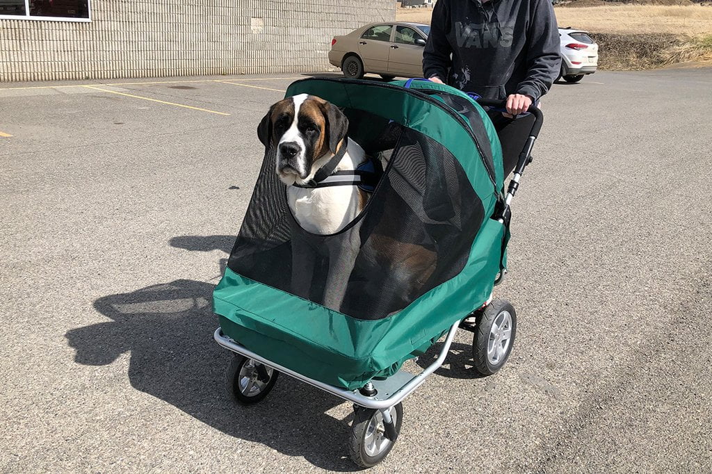 pet stroller for big dogs