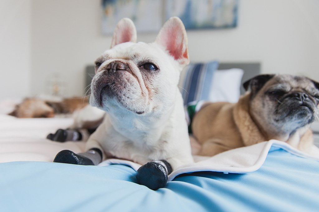 Anti Slip Dog Socks -  Canada