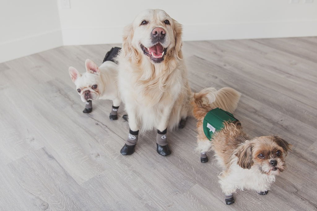 puppy slippers for dogs
