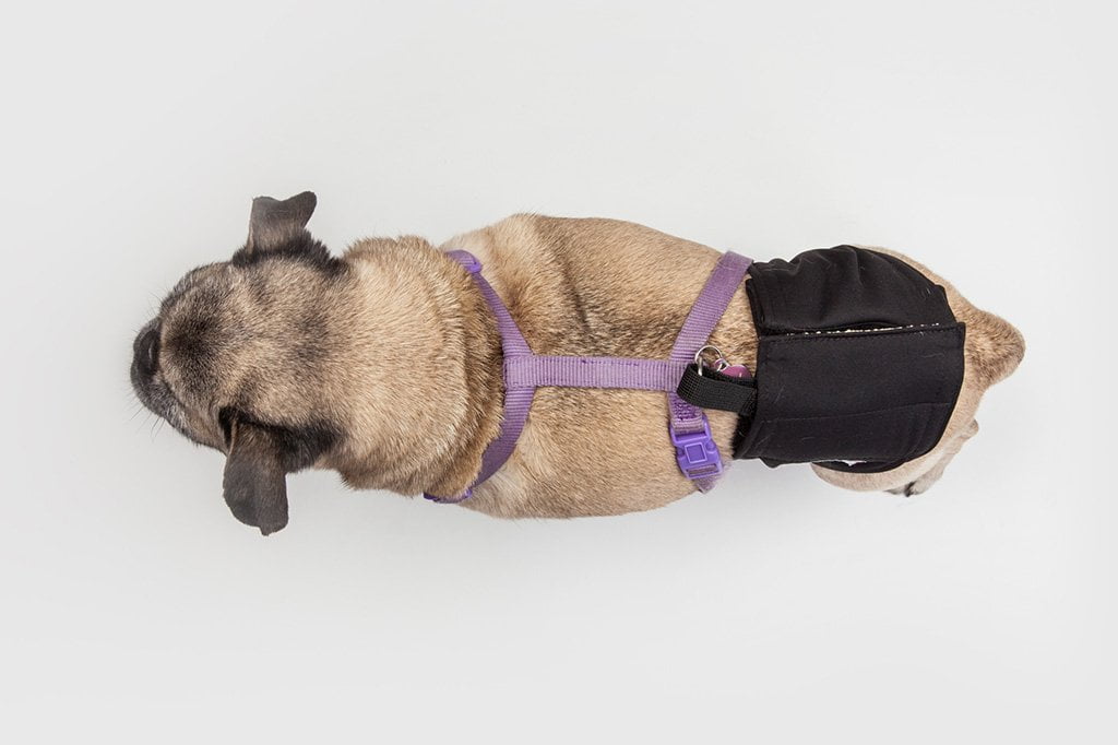 dog belly bands that stay on