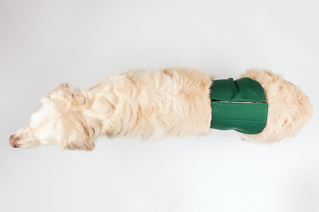 what is a belly band for female dogs