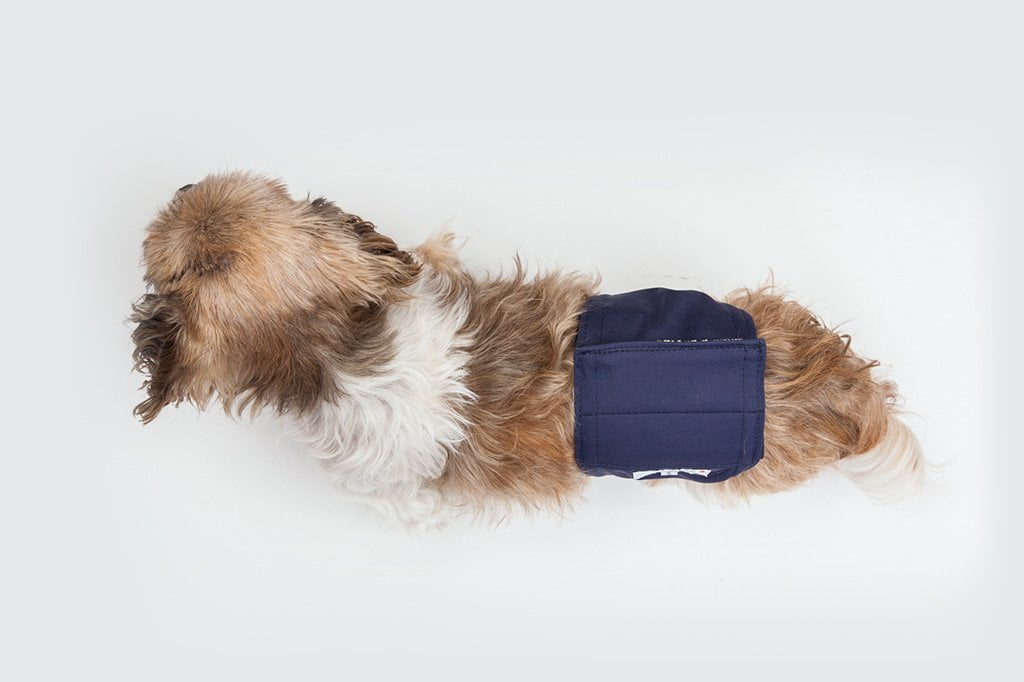 what is a belly band for female dogs