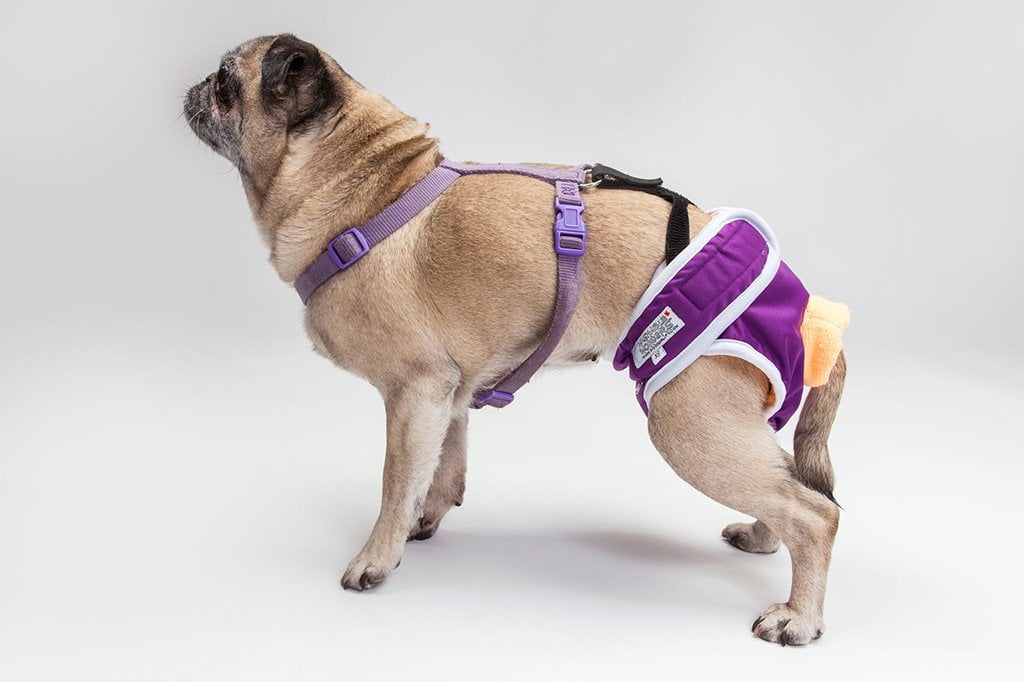 what is a belly band for female dogs