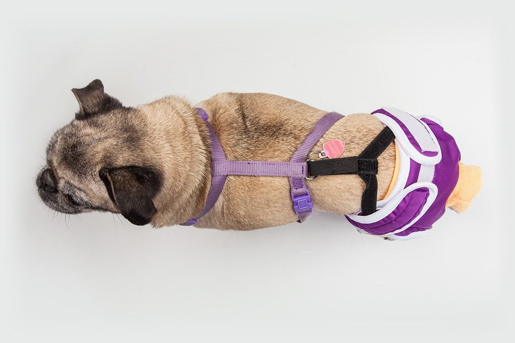 what is a belly band for female dogs