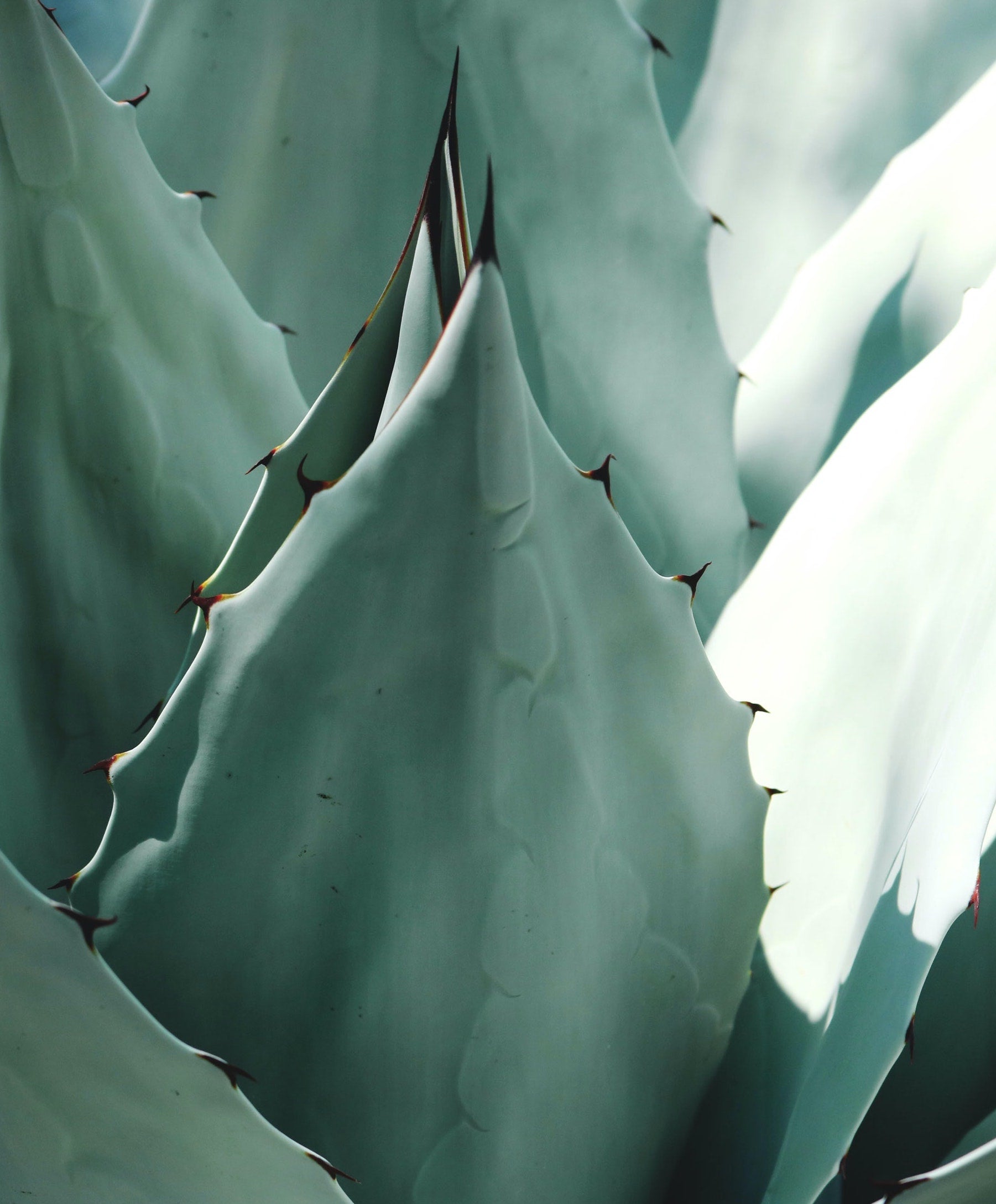 LUBRIFIANT MAISON À BASE D'ALOE VERA