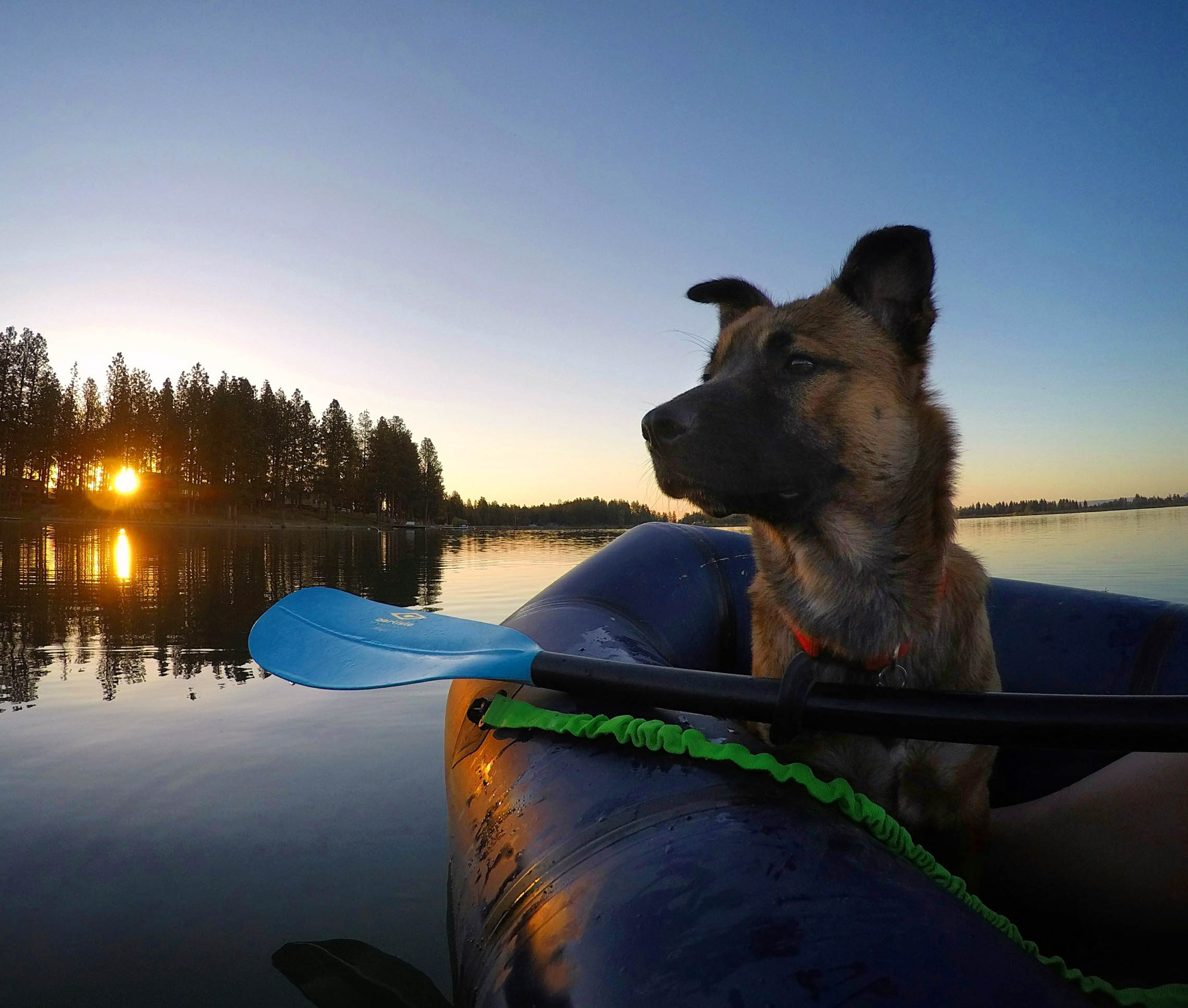 Dog in a packraft at sunset.