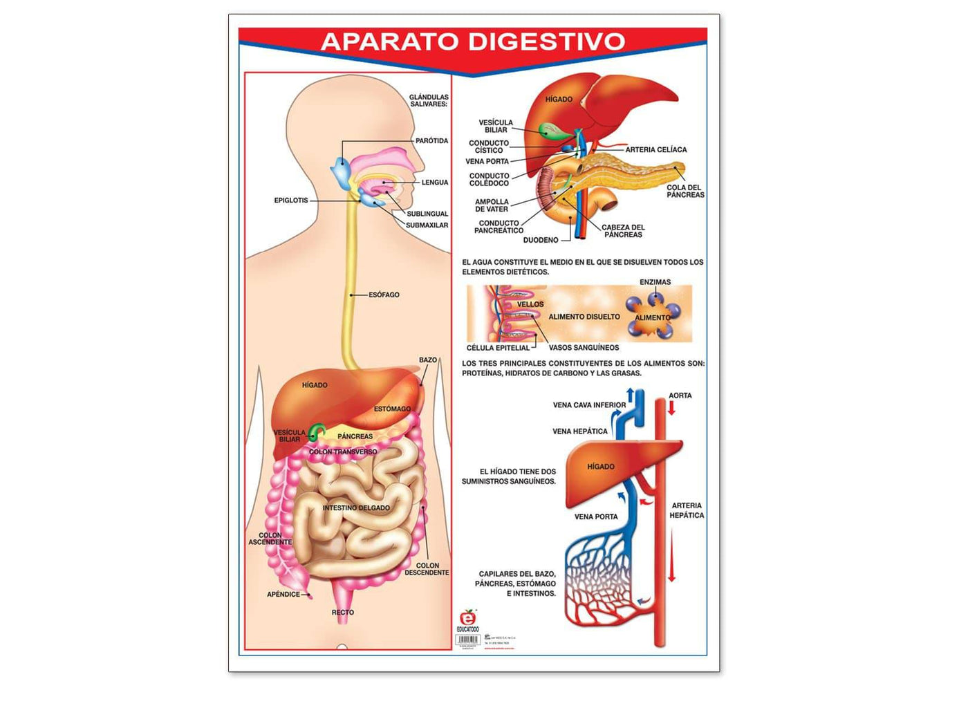 Póster Aparato Digestivo | Educatodo