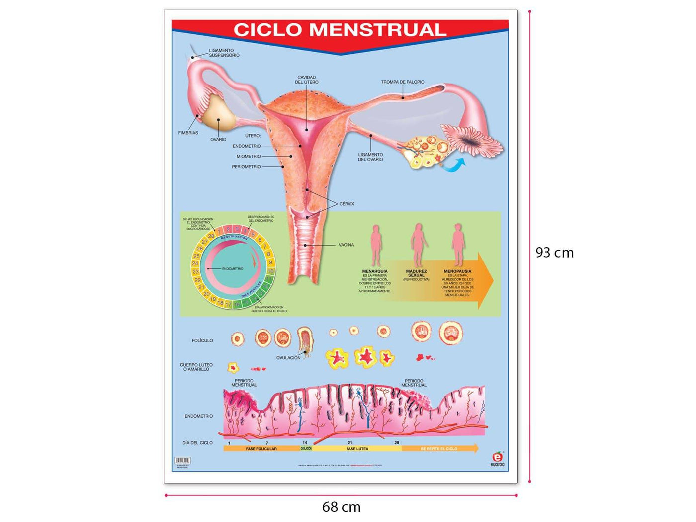 Póster Ciclo Menstrual Educatodo 4364