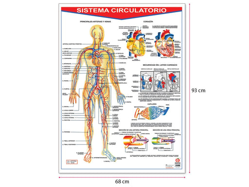 Póster Sistema Óseo — Educatodo