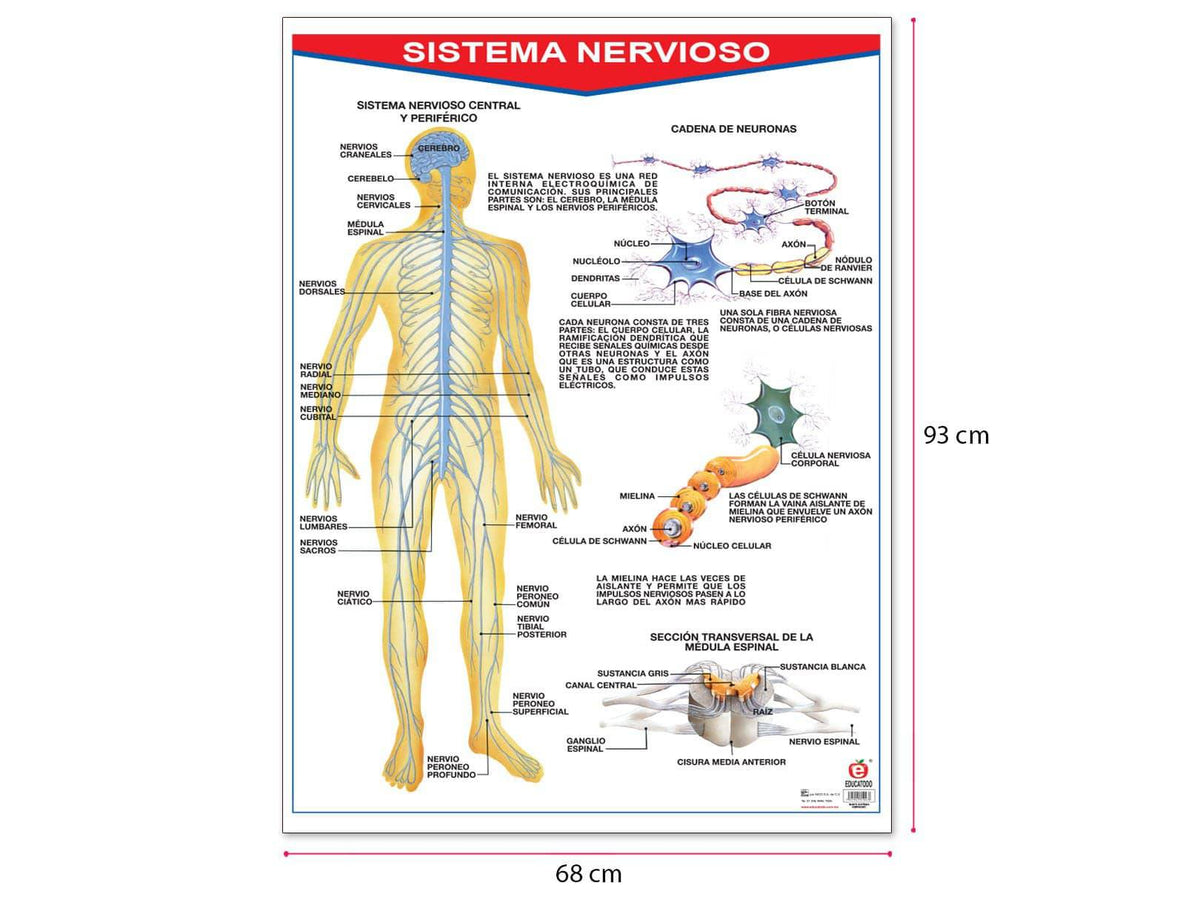 Por qué está formado el sistema nervioso