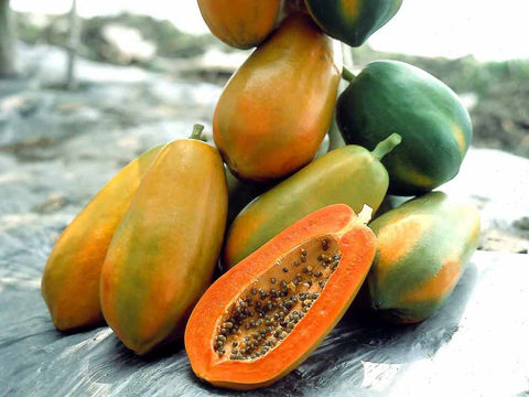 紅妃木瓜苗預約 Red Lady Papaya Non-GMO seedling